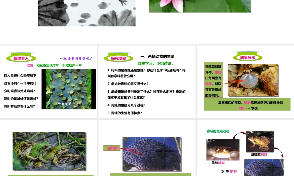 八年级生物上册 第二章 第二节《两栖动物的生殖和发育》课件 （新版）济南版