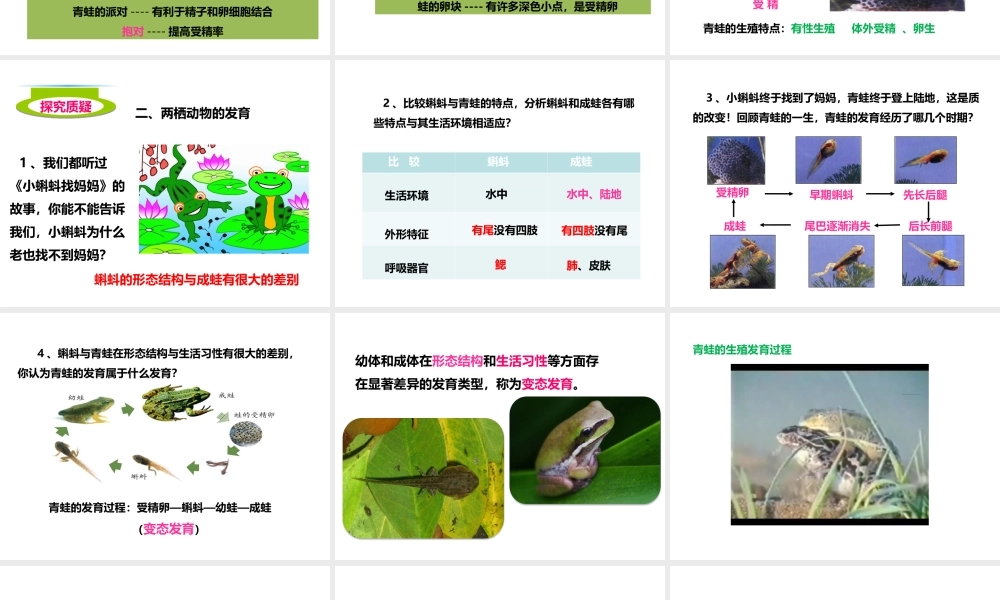 八年级生物上册 第二章 第二节《两栖动物的生殖和发育》课件 （新版）济南版