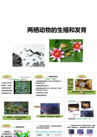 八年级生物上册 第二章 第二节《两栖动物的生殖和发育》课件 （新版）济南版