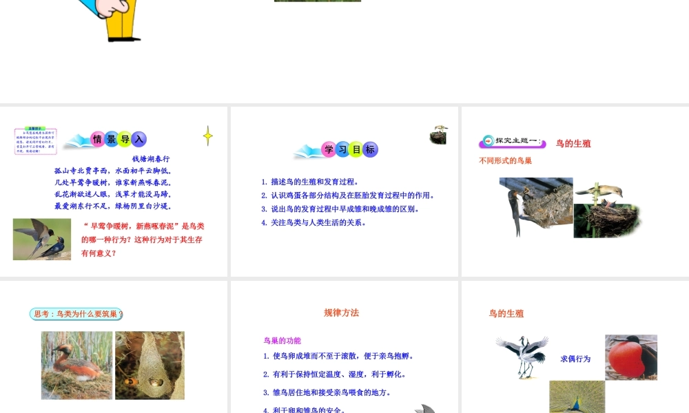 八年级生物上册 第二章 第三节 鸟的生殖和发育课件 济南版