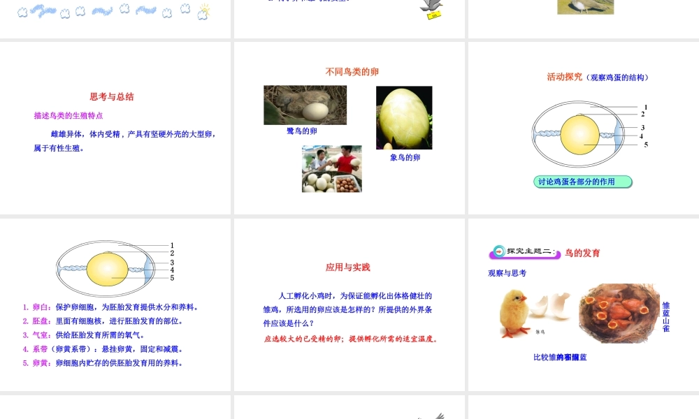 八年级生物上册 第二章 第三节 鸟的生殖和发育课件 济南版