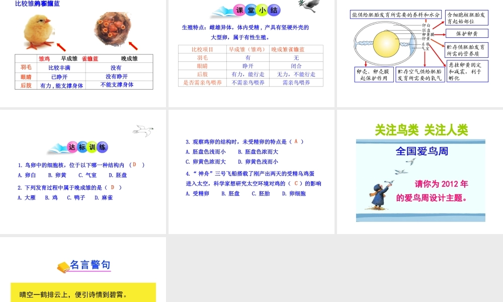 八年级生物上册 第二章 第三节 鸟的生殖和发育课件 济南版