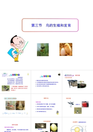 八年级生物上册 第二章 第三节 鸟的生殖和发育课件 济南版