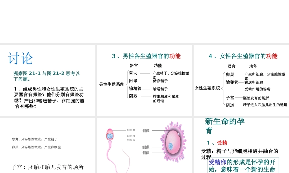 八年级生物上册 第7单元 第21章 第1节 人的生殖课件2 （新版）苏科版-（新版）苏科版初中八年级上册生物课件