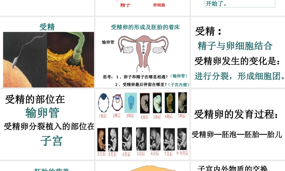 八年级生物上册 第7单元 第21章 第1节 人的生殖课件2 （新版）苏科版-（新版）苏科级上册生物课件