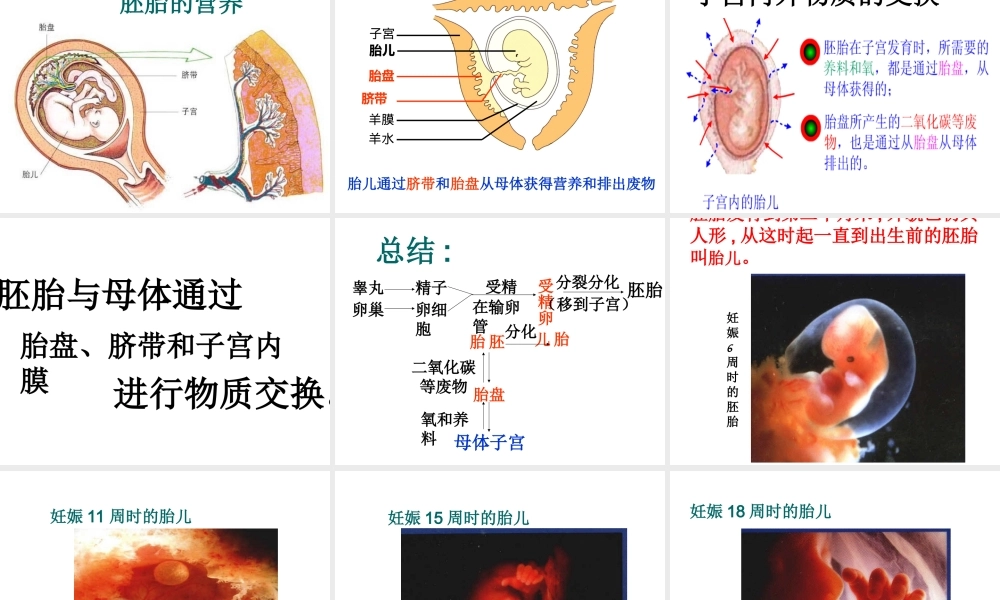 八年级生物上册 第7单元 第21章 第1节 人的生殖课件2 （新版）苏科版-（新版）苏科级上册生物课件
