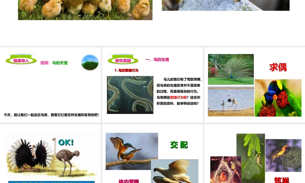 八年级生物上册 第二章 第三节《鸟的生殖和发育》课件 （新版）济南版