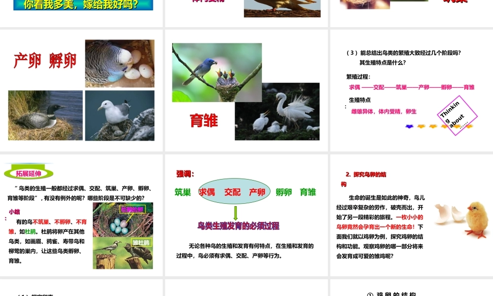 八年级生物上册 第二章 第三节《鸟的生殖和发育》课件 （新版）济南版