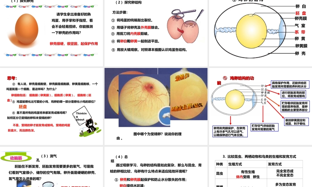 八年级生物上册 第二章 第三节《鸟的生殖和发育》课件 （新版）济南版