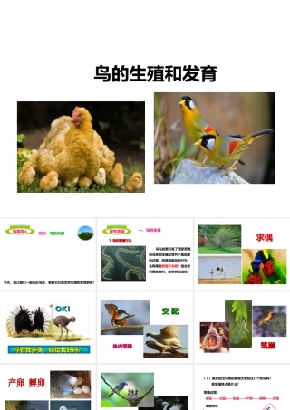 八年级生物上册 第二章 第三节《鸟的生殖和发育》课件 （新版）济南版
