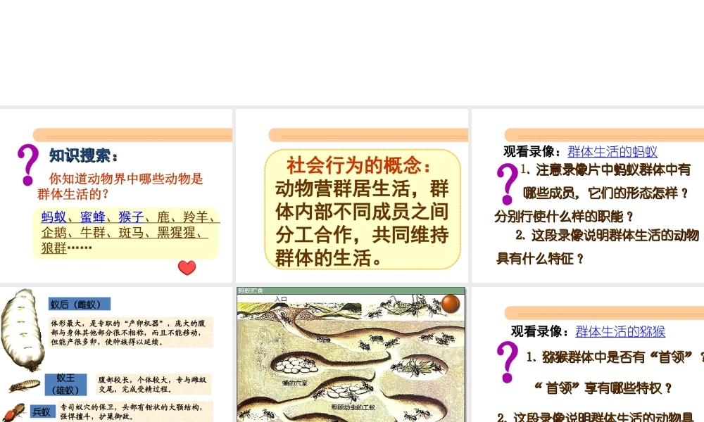 八年级生物上册 第二章 第三节《社会行为》课件 新人教版