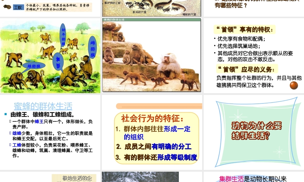 八年级生物上册 第二章 第三节《社会行为》课件 新人教版