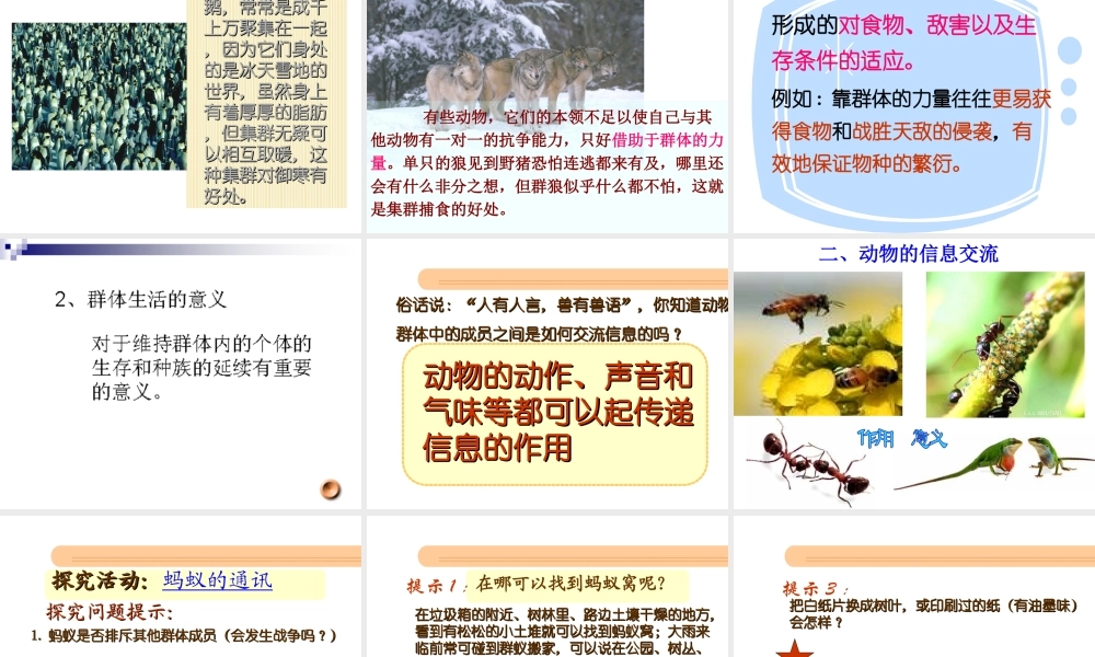 八年级生物上册 第二章 第三节《社会行为》课件 新人教版