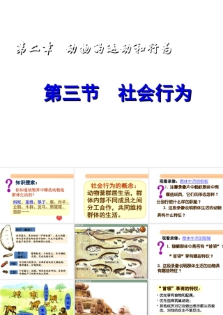 八年级生物上册 第二章 第三节《社会行为》课件 新人教版
