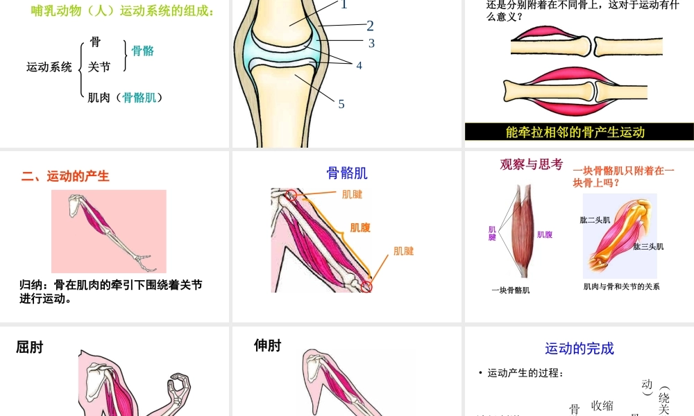 八年级生物上册 第二章 第一节 动物的运动和行为课件 新人教版