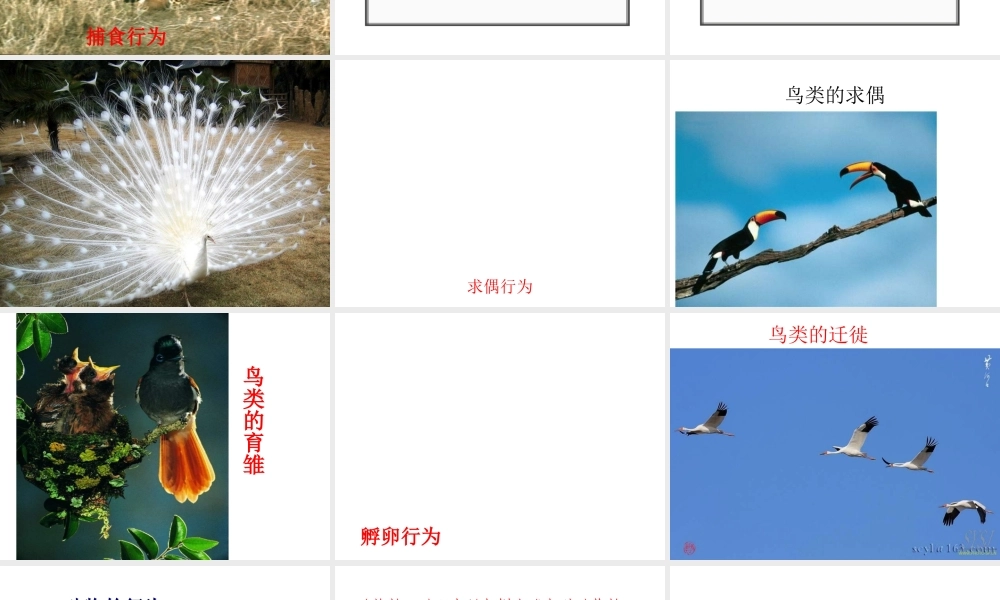 八年级生物上册 第二章 第一节 动物的运动课件 （新版）新人教版