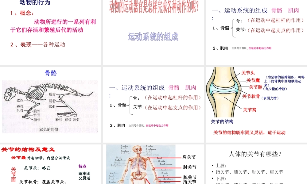 八年级生物上册 第二章 第一节 动物的运动课件 （新版）新人教版