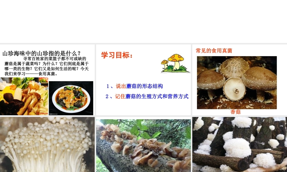八年级生物上册 第5单元 第2章 第2节《食用真菌》课件 冀教版-冀教版初中八年级上册生物课件