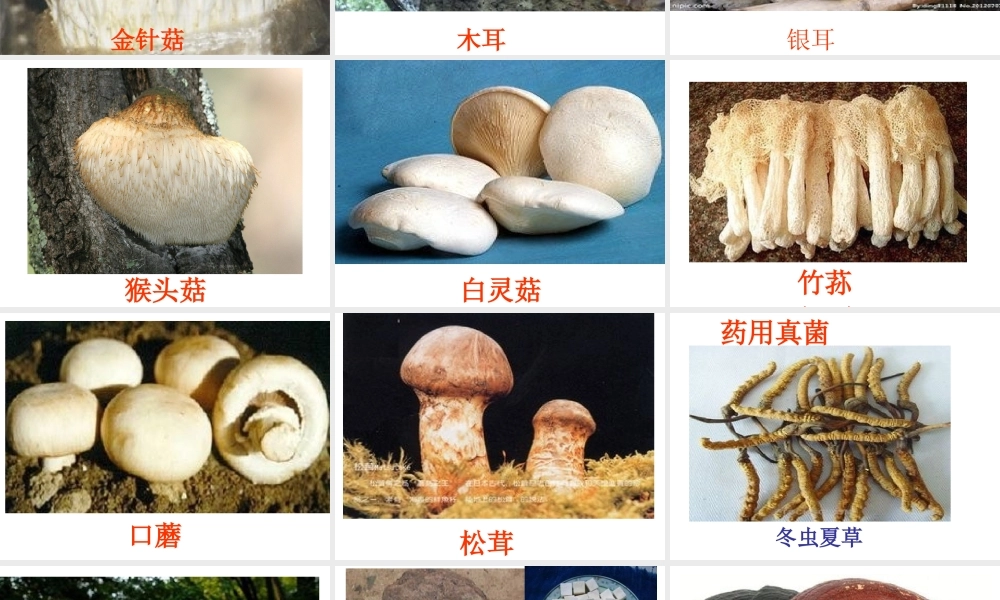 八年级生物上册 第5单元 第2章 第2节《食用真菌》课件 冀教版-冀教版初中八年级上册生物课件