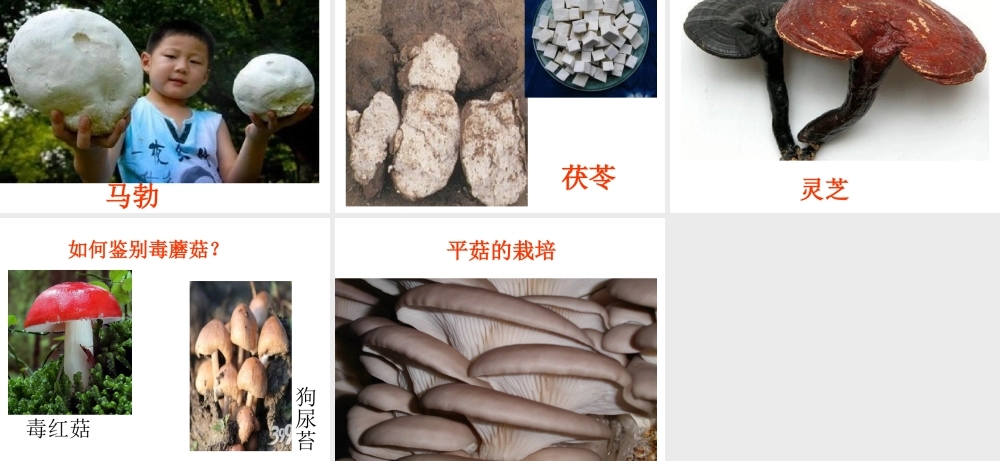 八年级生物上册 第5单元 第2章 第2节《食用真菌》课件 冀教版-冀教版初中八年级上册生物课件