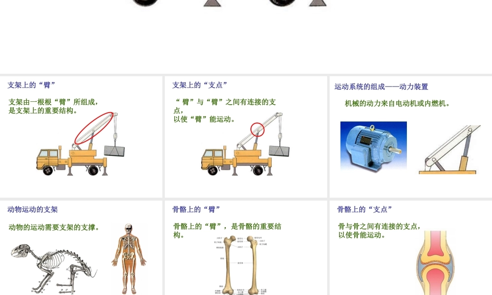 八年级生物上册 第二章 第一节 动物的运动课件 新人教版