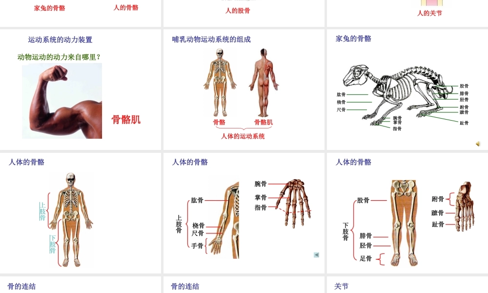 八年级生物上册 第二章 第一节 动物的运动课件 新人教版