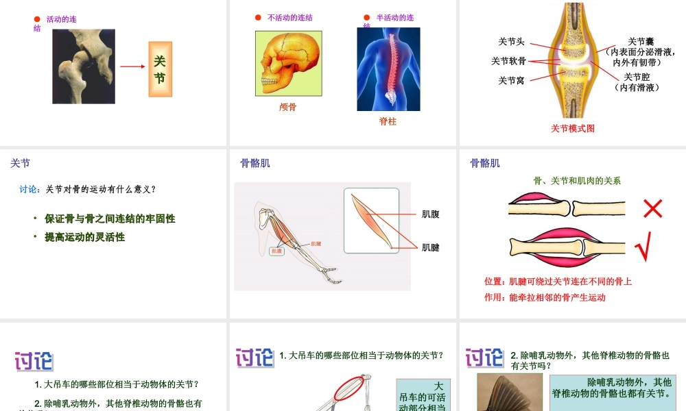 八年级生物上册 第二章 第一节 动物的运动课件 新人教版