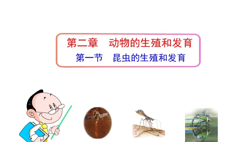 八年级生物上册 第二章 第一节 昆虫的生殖和发育课件 济南版