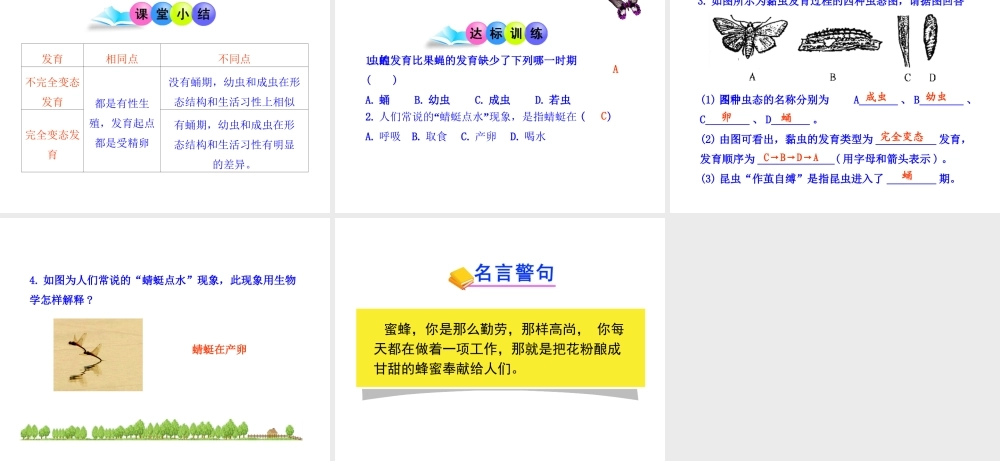 八年级生物上册 第二章 第一节 昆虫的生殖和发育课件 济南版