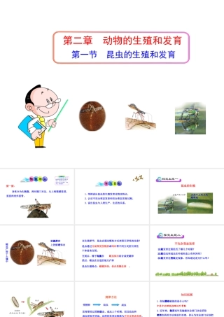 八年级生物上册 第二章 第一节 昆虫的生殖和发育课件 济南版