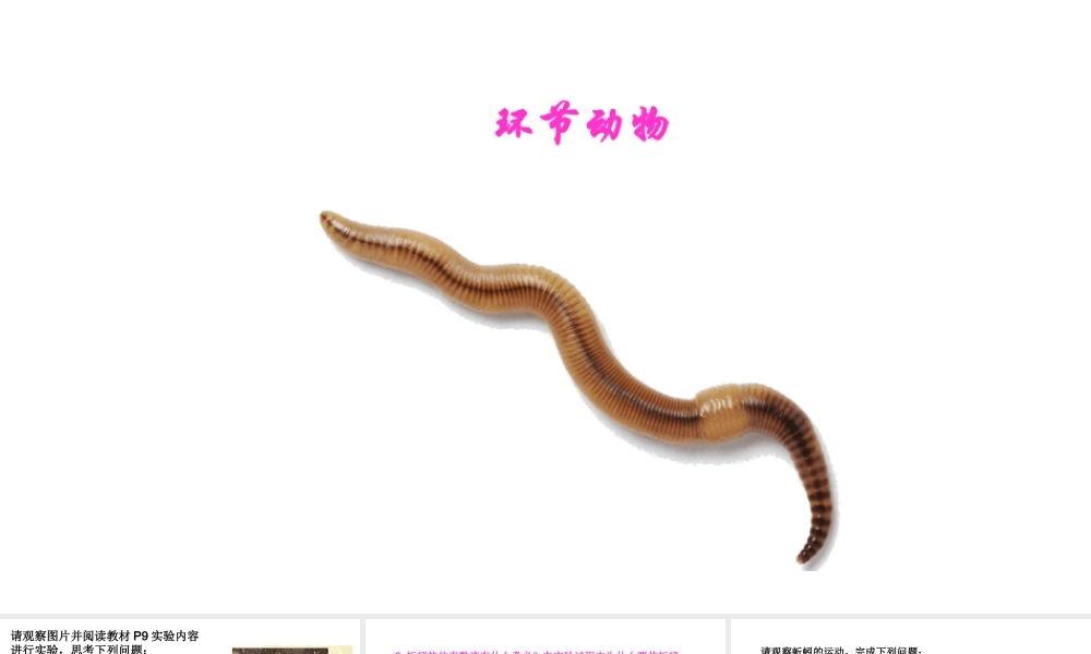 八年级生物上册 第五单元 第一章 第二节 线形动物和环节动物《环节动物》课件 （新版）新人教版-（新版）新人教级上册生物课件