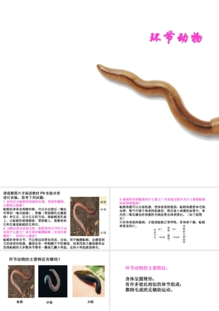 八年级生物上册 第五单元 第一章 第二节 线形动物和环节动物《环节动物》课件 （新版）新人教版-（新版）新人教级上册生物课件