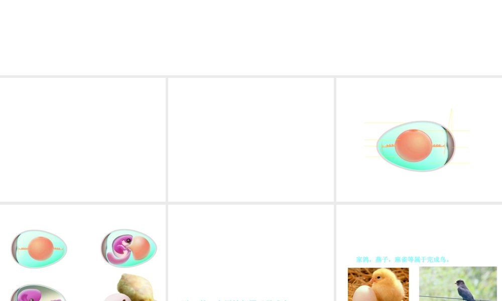 八年级生物上册 第7单元 第第2节 动物的发育课件1 （新版）苏科版-（新版）苏科级全册生物课件