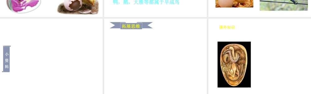 八年级生物上册 第7单元 第第2节 动物的发育课件1 （新版）苏科版-（新版）苏科级全册生物课件