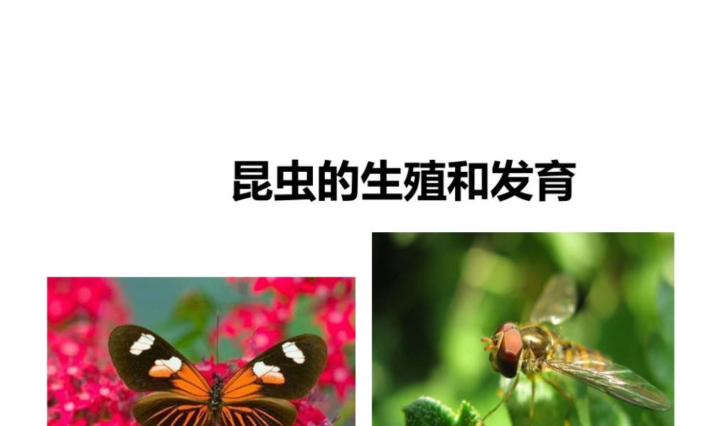 八年级生物上册 第二章 第一节《昆虫的生殖和发育》课件 （新版）济南版