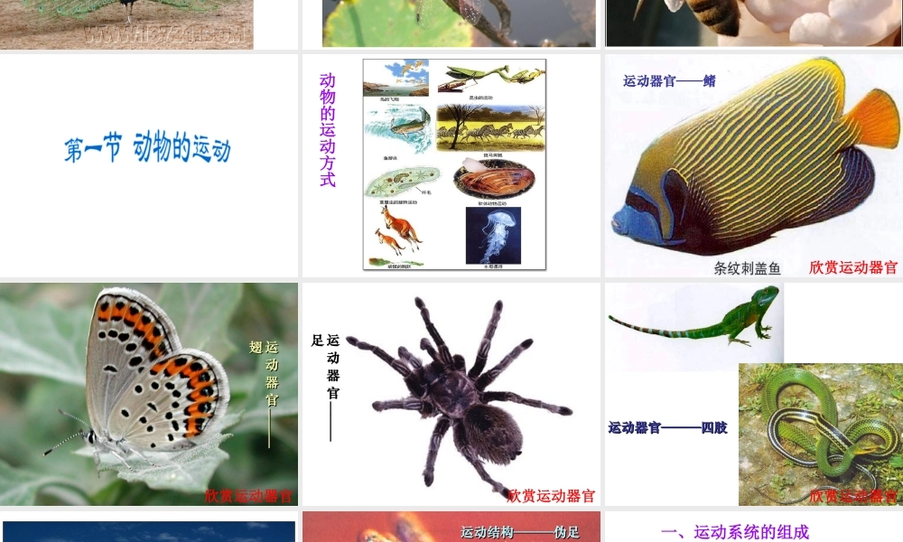 八年级生物上册 第二章 动物的运动和行为 第一节 动物的运动课件 新人教版