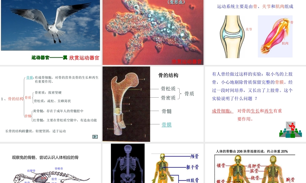 八年级生物上册 第二章 动物的运动和行为 第一节 动物的运动课件 新人教版