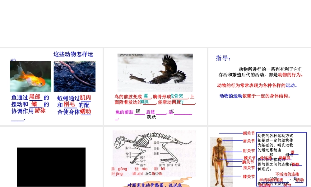 八年级生物上册 第二章 动物的运动和行为课件 人教新课标版