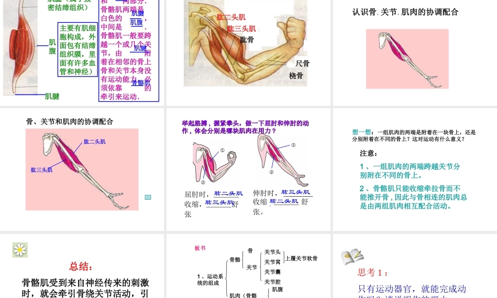 八年级生物上册 第二章 动物的运动和行为课件 人教新课标版