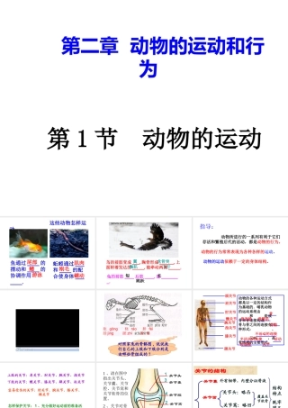 八年级生物上册 第二章 动物的运动和行为课件 人教新课标版