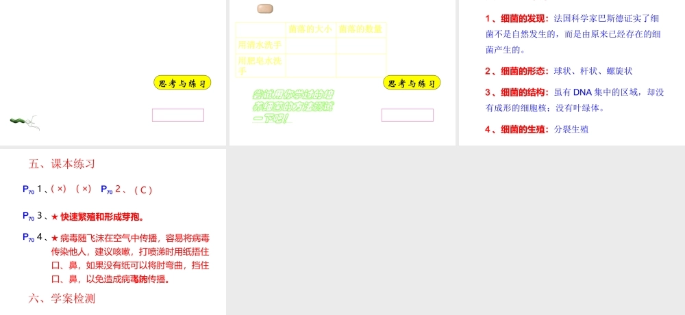 八年级生物上册 第二章 细菌和真菌 第二节 细菌课件 新人教版