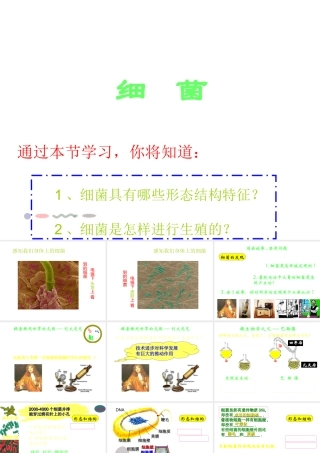 八年级生物上册 第二章 细菌和真菌 第二节 细菌课件 新人教版