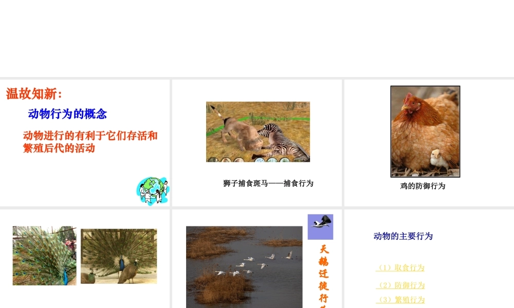 八年级生物上册 第二章第2节先天性行为和学习行为课件  人教新课标版