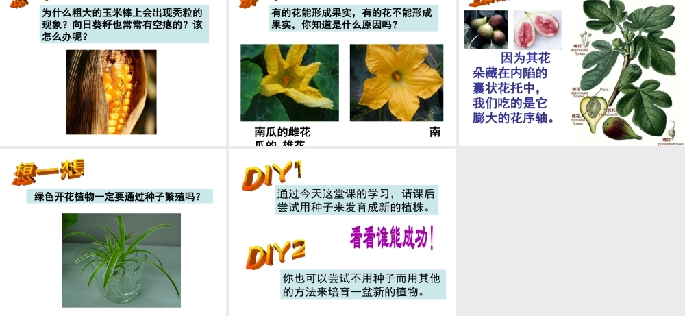 八年级生物上册 第七单元 19.1 植物的生殖教学课件 苏科版-苏科级上册生物课件