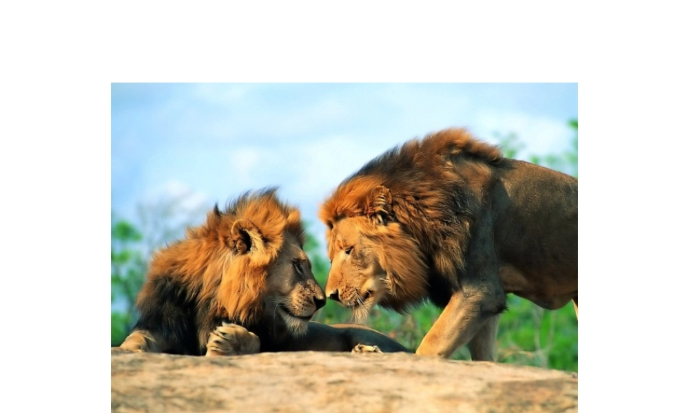 八年级生物上册 第二章第3节社会行为课件 人教新课标版