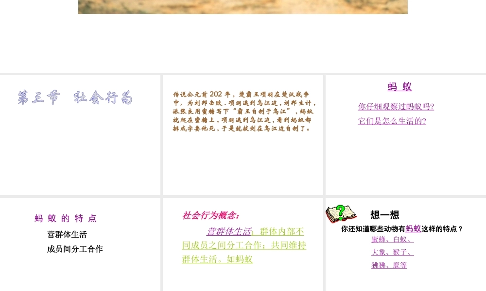 八年级生物上册 第二章第3节社会行为课件 人教新课标版