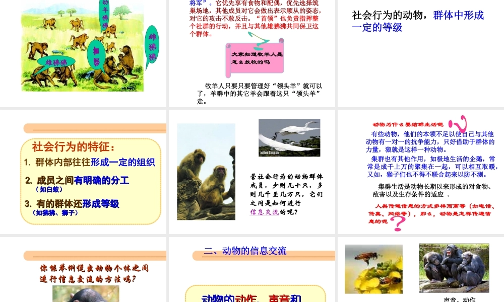 八年级生物上册 第二章第3节社会行为课件 人教新课标版