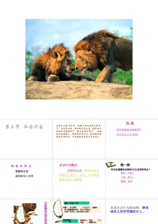 八年级生物上册 第二章第3节社会行为课件 人教新课标版