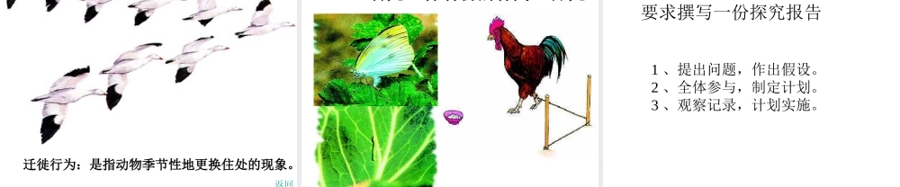 八年级生物上册 第5单元 第2章 动物的运动和行为 第二节 先天性行为和学习行为课件1 新人教版