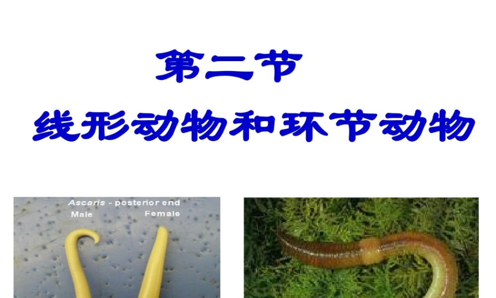 八年级生物上册 第五单元 第一章 第二节 线形动物和环节动物课件 新人教版